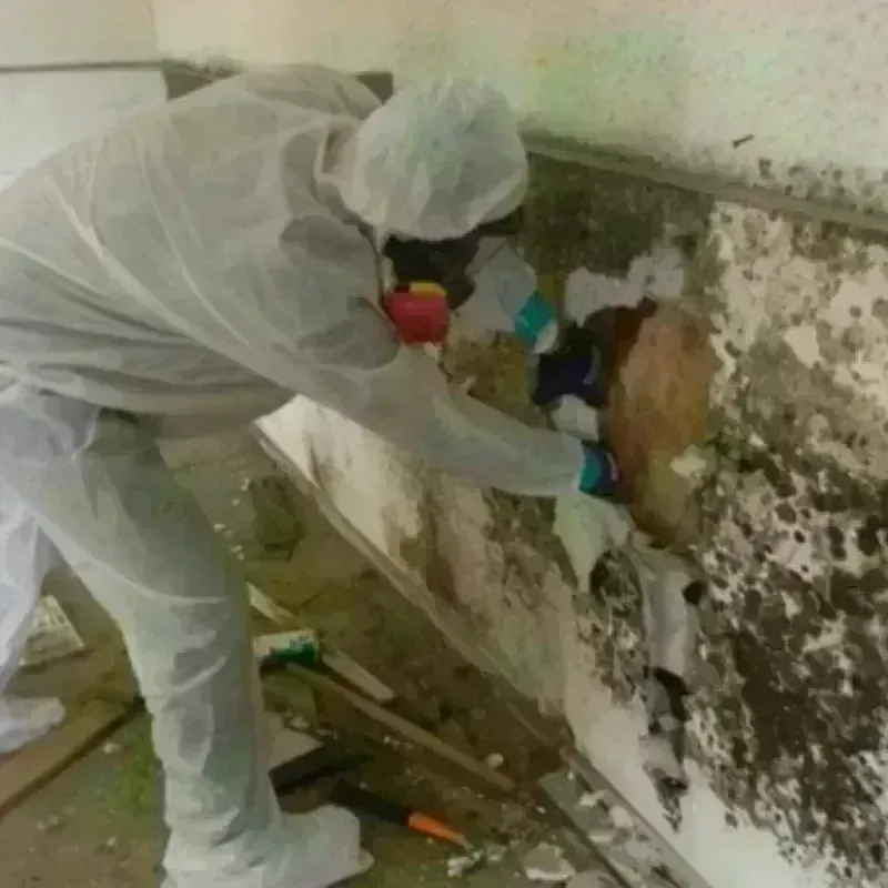 Mold Remediation and Removal in Osceola, IN